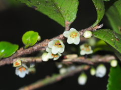 Eurya crenatifolia (Eurya crenatifolia)