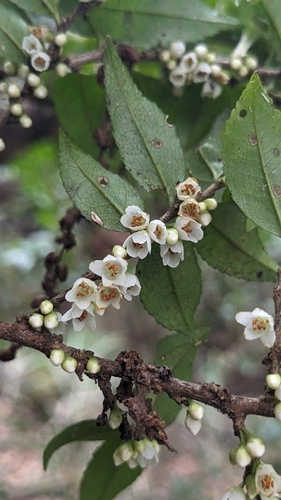 Eurya crenatifolia (Eurya crenatifolia)