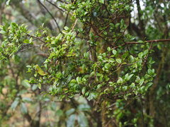 Eurya crenatifolia (Eurya crenatifolia)