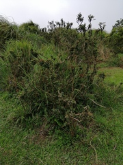 Eurya crenatifolia (Eurya crenatifolia)