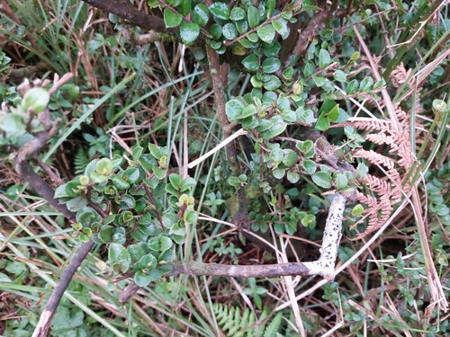 Eurya crenatifolia (Eurya crenatifolia)
