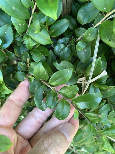 Eurya crenatifolia (Eurya crenatifolia)