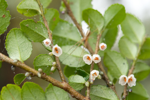 Eurya crenatifolia (Eurya crenatifolia)
