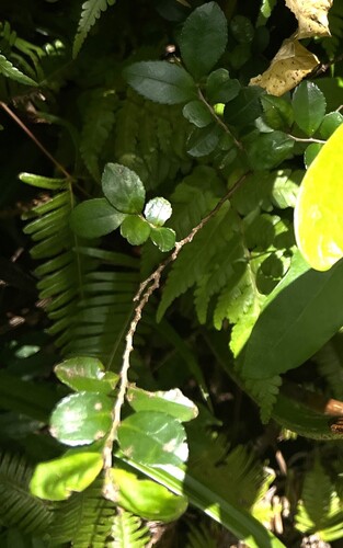 Eurya emarginata (Eurya emarginata)