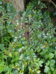 Eurya emarginata (Eurya emarginata)