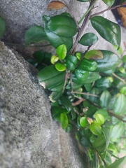 Eurya emarginata (Eurya emarginata)