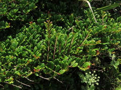 Eurya emarginata (Eurya emarginata)