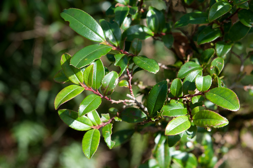 Eurya glaberrima (Eurya glaberrima)