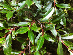Eurya glaberrima (Eurya glaberrima)
