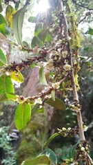 Eurya glaberrima (Eurya glaberrima)