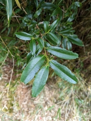 Eurya glaberrima (Eurya glaberrima)