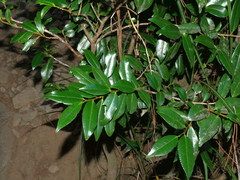 Eurya glaberrima (Eurya glaberrima)