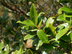Eurya glaberrima (Eurya glaberrima)