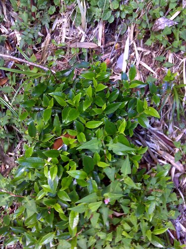 Eurya glaberrima (Eurya glaberrima)