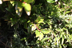 Eurya glaberrima (Eurya glaberrima)