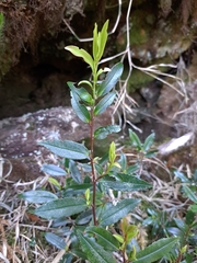Eurya glaberrima (Eurya glaberrima)