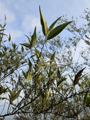 Eurya gnaphalocarpa (Eurya gnaphalocarpa)