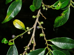 Eurya gnaphalocarpa (Eurya gnaphalocarpa)