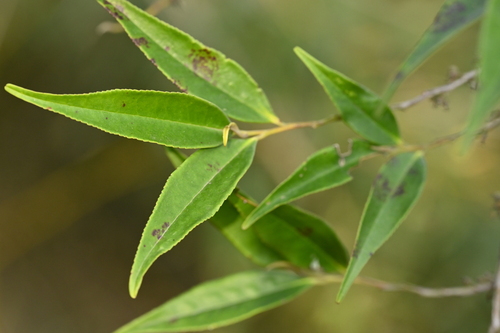 Eurya gnaphalocarpa (Eurya gnaphalocarpa)
