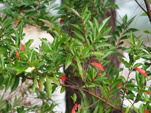 Eurya gnaphalocarpa (Eurya gnaphalocarpa)