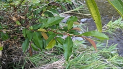 Eurya gnaphalocarpa (Eurya gnaphalocarpa)