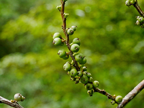 Eurya gnaphalocarpa (Eurya gnaphalocarpa)