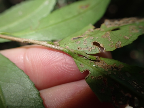Eurya gnaphalocarpa (Eurya gnaphalocarpa)