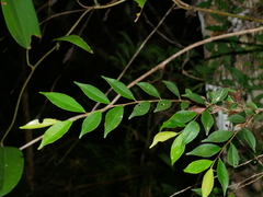 Eurya gnaphalocarpa (Eurya gnaphalocarpa)