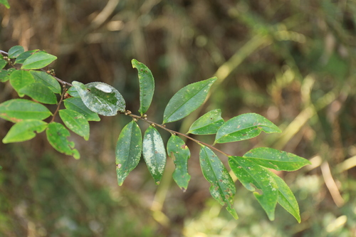 Eurya gnaphalocarpa (Eurya gnaphalocarpa)