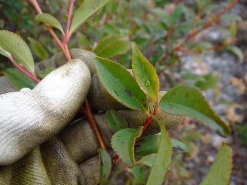 Eurya gnaphalocarpa (Eurya gnaphalocarpa)