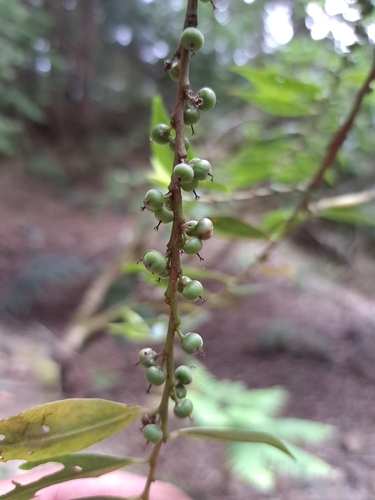 Eurya gnaphalocarpa (Eurya gnaphalocarpa)
