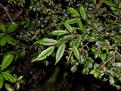 Eurya gnaphalocarpa (Eurya gnaphalocarpa)