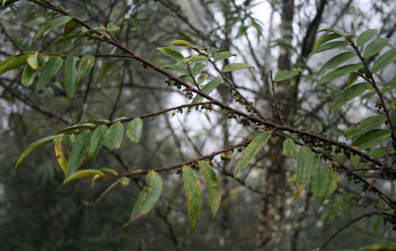 Eurya groffii: Eurya groffii var. groffii , Pentaphylacaceae - Vietnam/Việt Nam: Dorf Tả Phìn nördlich von Sa Pa