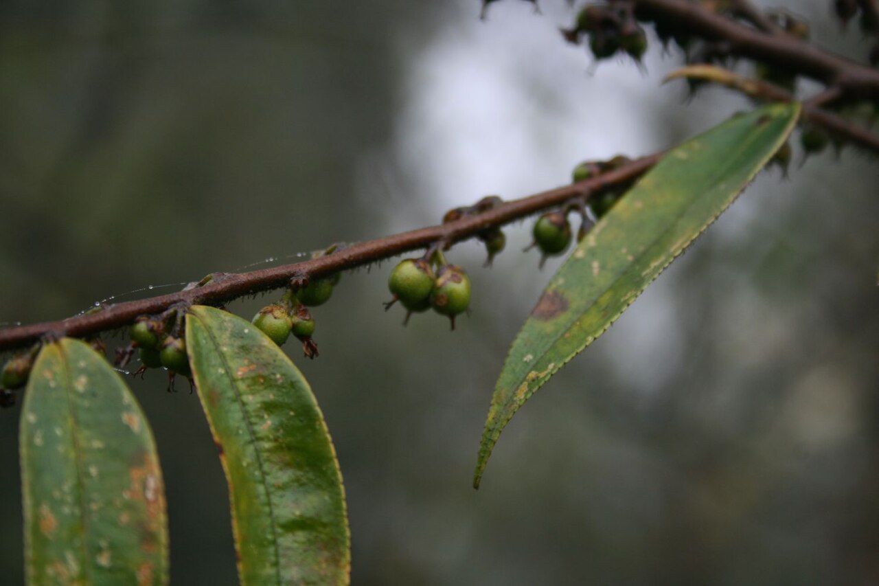 Eurya groffii: Eurya groffii var. groffii , Pentaphylacaceae - Vietnam/Việt Nam: Dorf Tả Phìn nördlich von Sa Pa