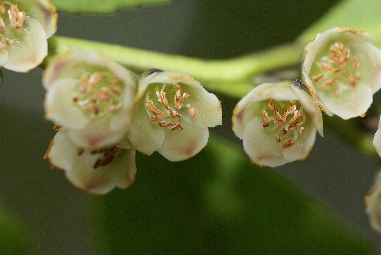 Eurya: Plant species Eurya japonica in a park near German culture center in Tokyo