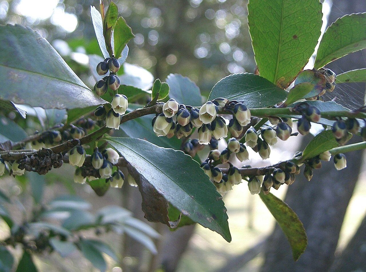 Eurya: Eurya japonica