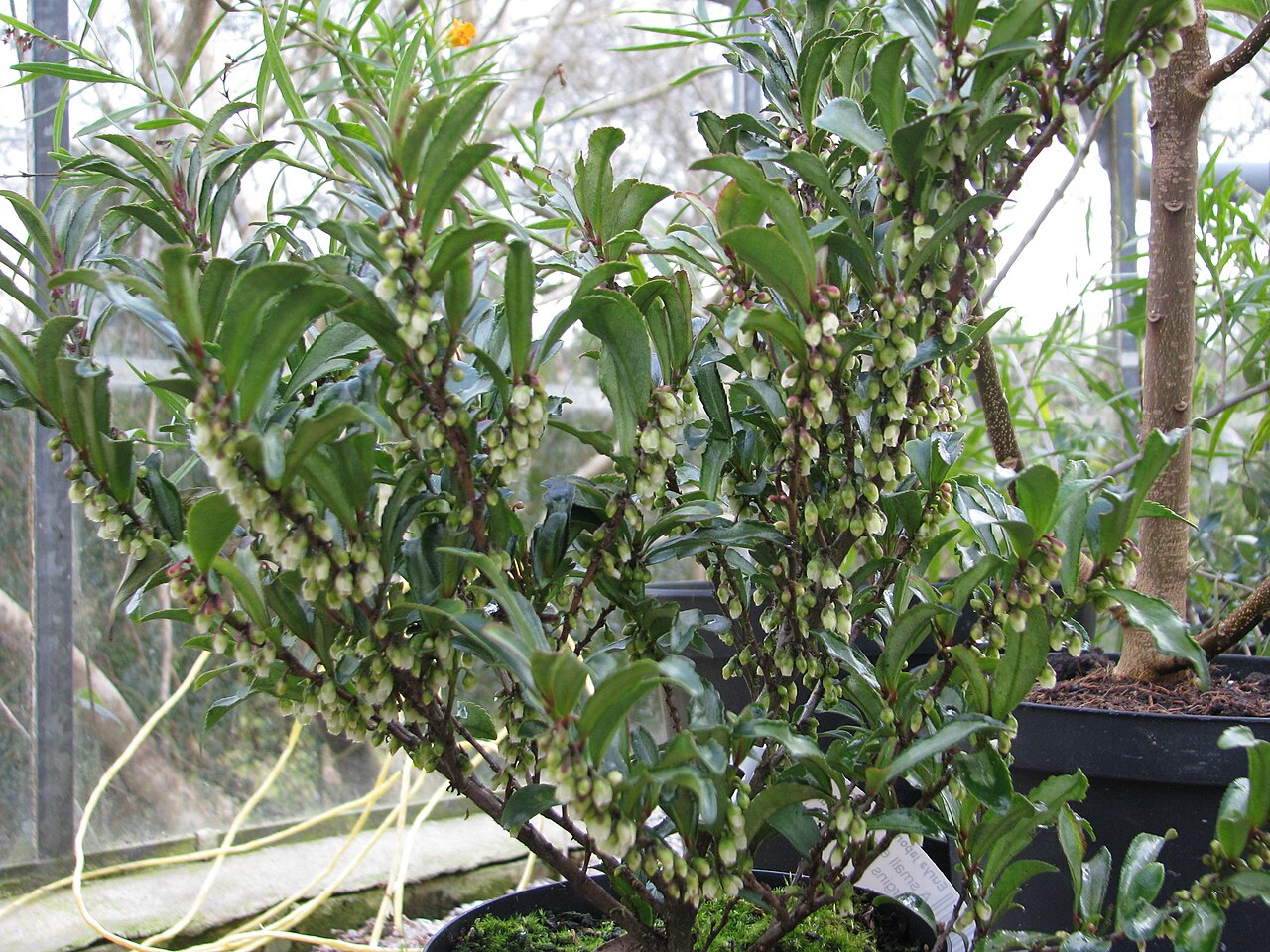 Eurya: Online descriptions mention the unusual fragrance, one saying it smells like bile. I'm not sure i know what bile smells like but the flowers definitely have an