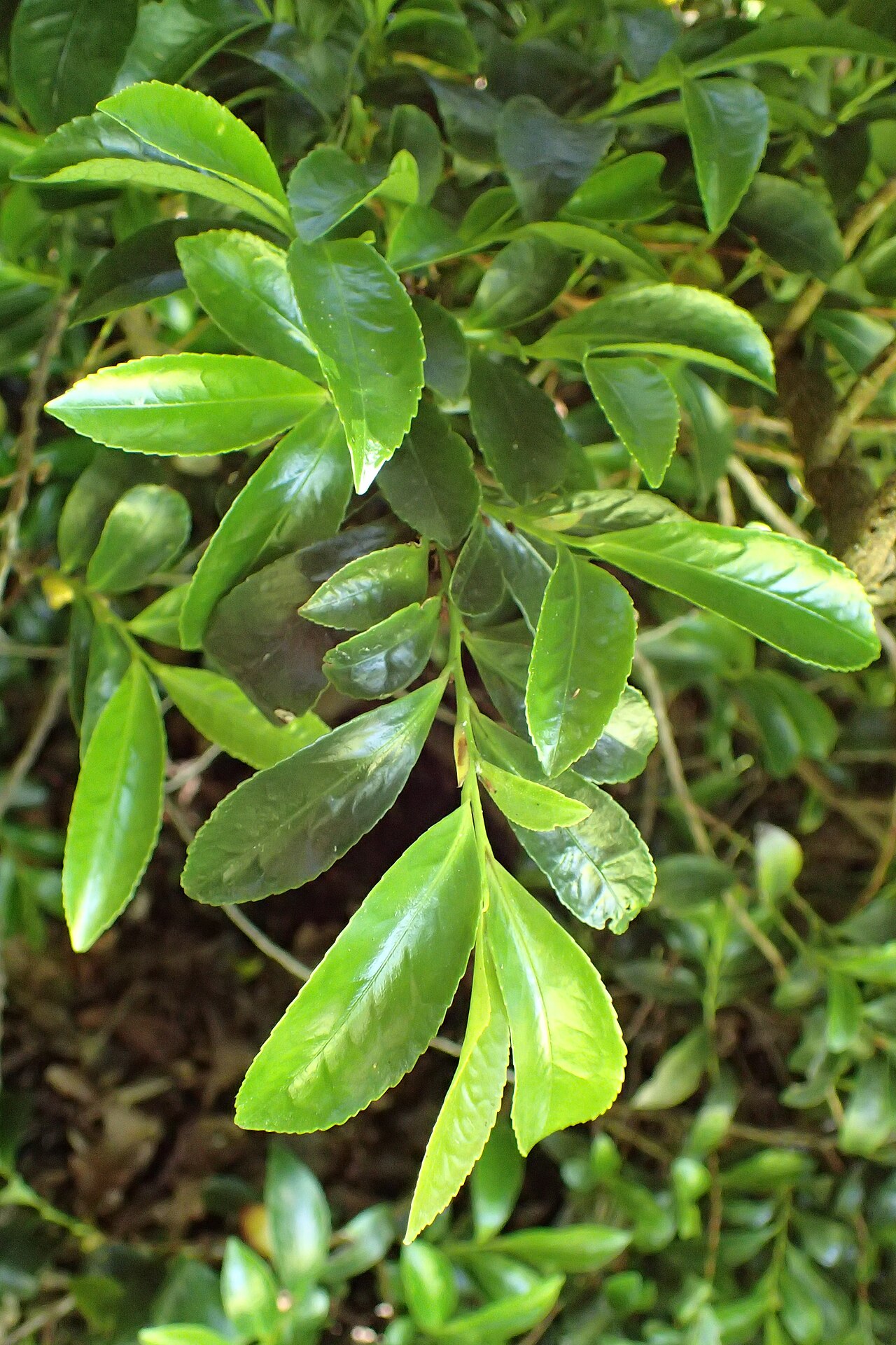 Eurya: Eurya japonica in Dunedin Botanic Garden