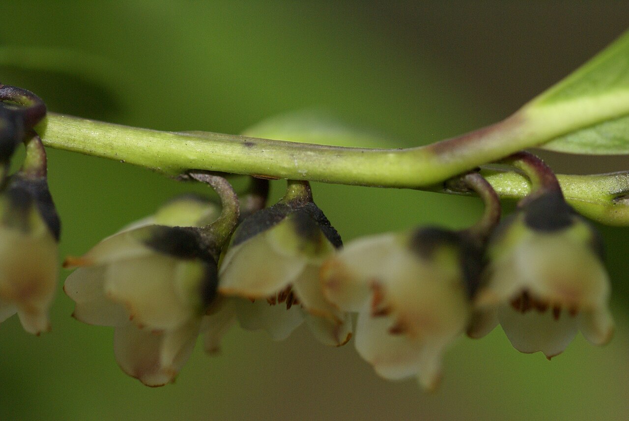 Eurya: Plant species Eurya japonica in a park near German culture center in Tokyo