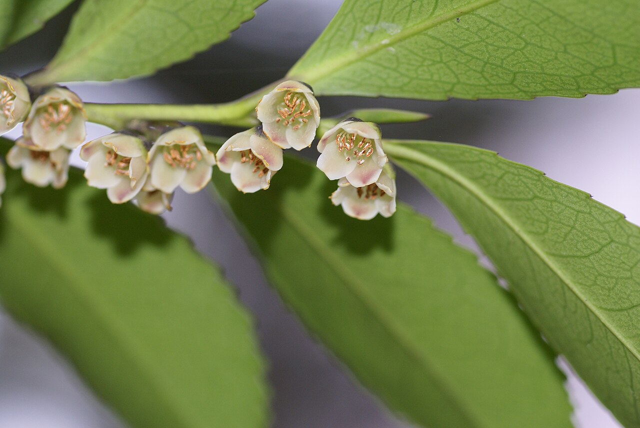 Eurya: Plant species Eurya japonica in a park near German culture center in Tokyo