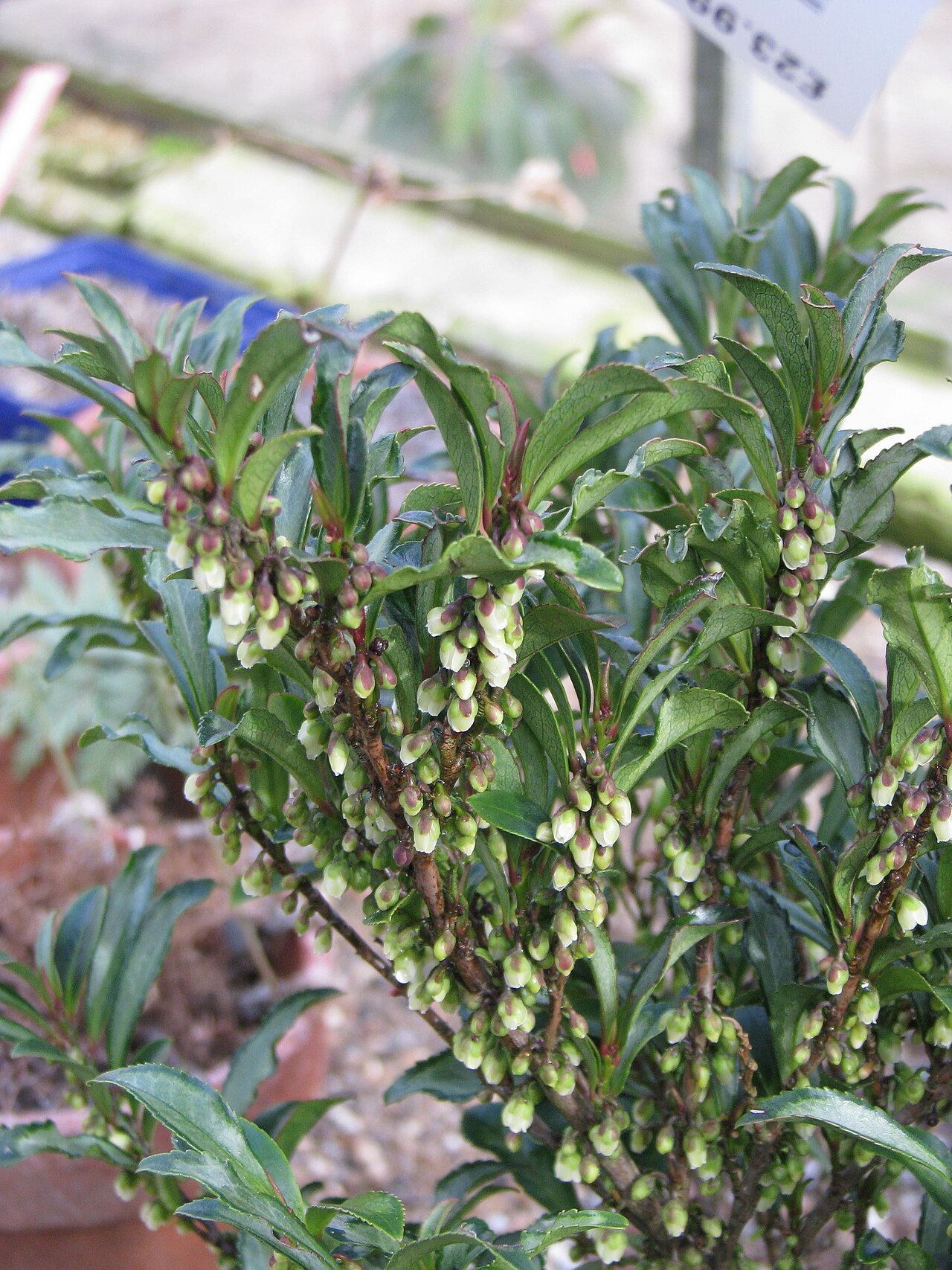 Eurya: Eurya used to be included in the theaceae (with Camellia, Stewartia, Schima etc etc) but molecular analysis found that it and a few other genera (Ternstroemia,