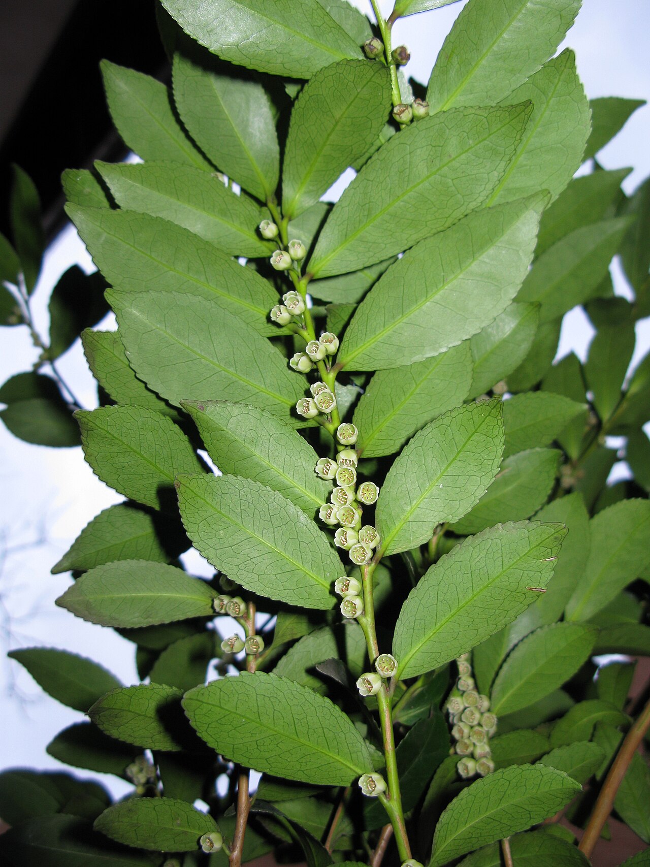 Eurya: Eurya japonica , male flower, Fukushima pref., Japan