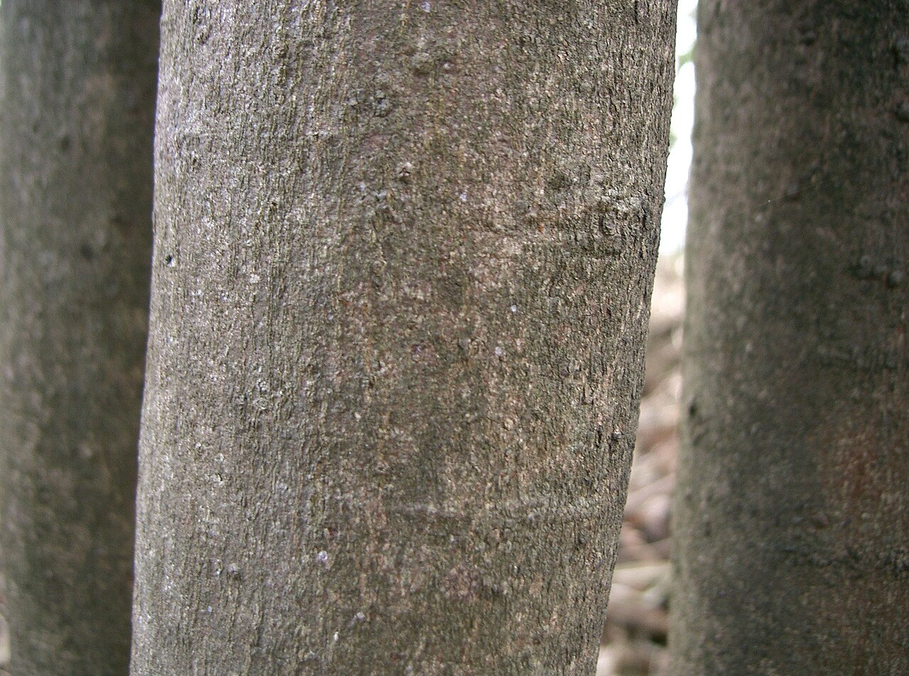 Eurya: Eurya japonica