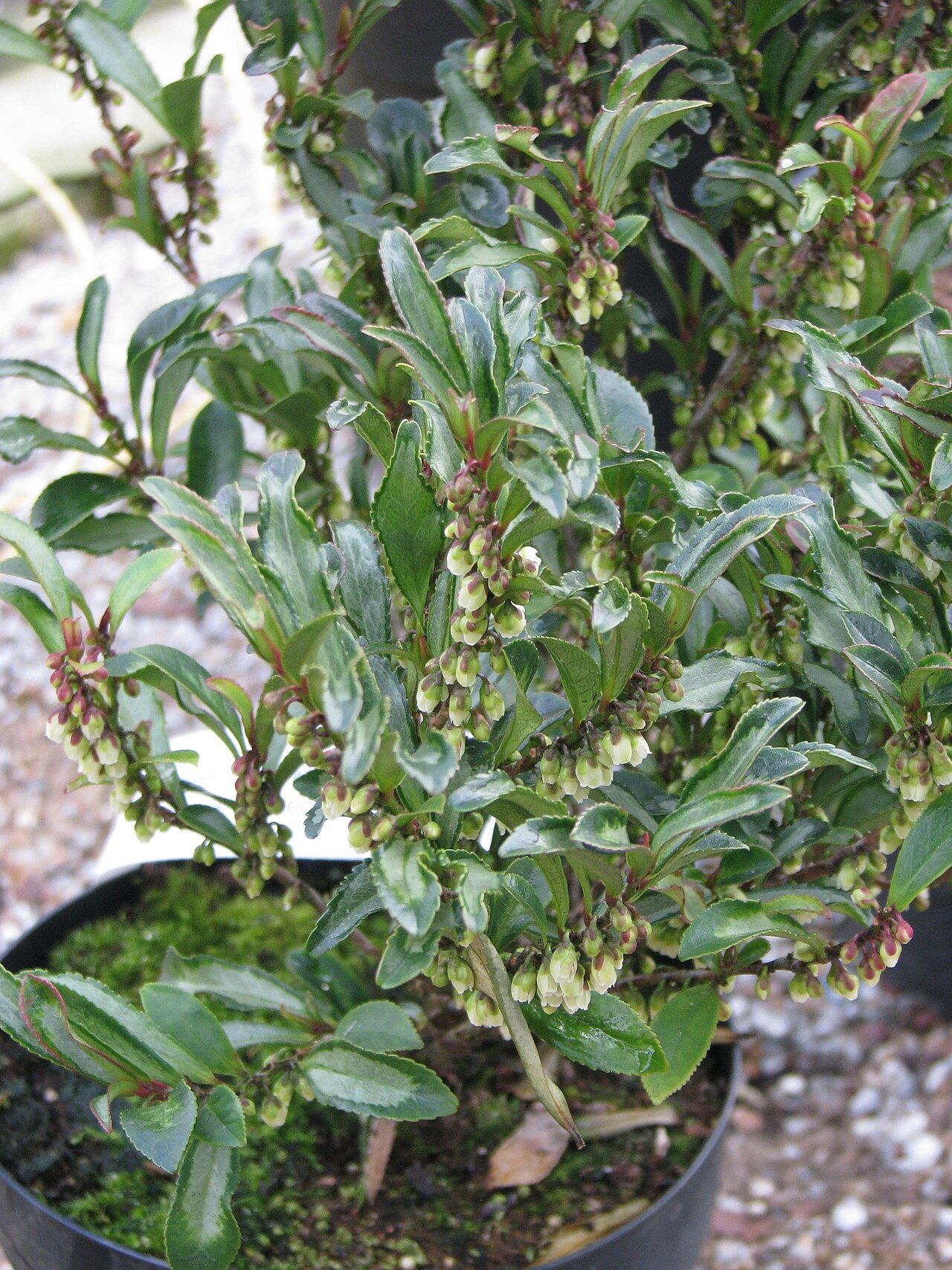 Eurya: The label had only the species name but looking at pictures on line I feel fairly confident that this is Moutiers - a compact form with narrow undulating leaves