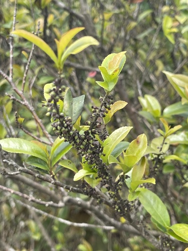 Eurya nitida (Eurya nitida)