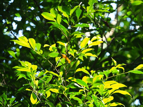 Eurya nitida (Eurya nitida)