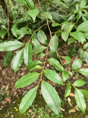 Eurya nitida (Eurya nitida)