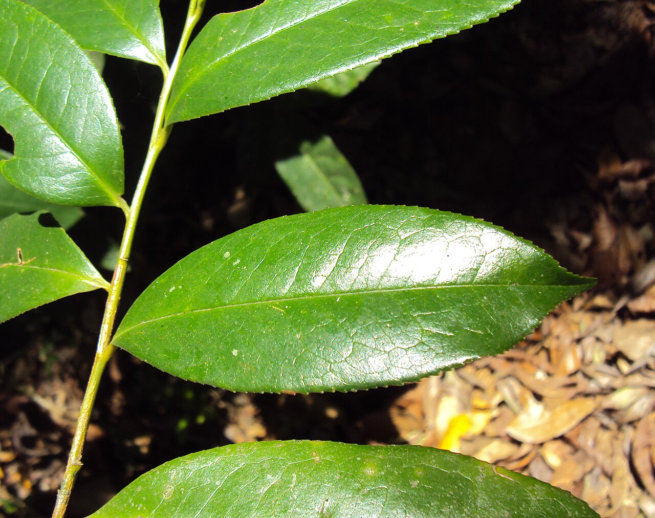 Eurya nitida: Eurya nitida