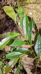 Eurya nitida (Eurya nitida)