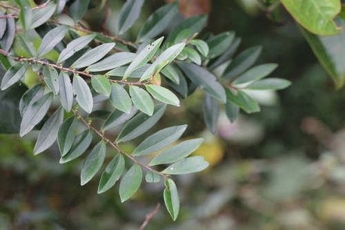 Eurya nitida (Eurya nitida)